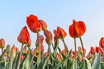 Photo sur Plexiglas Tulipe Champ de tulipes couvert de givre au lever du soleil