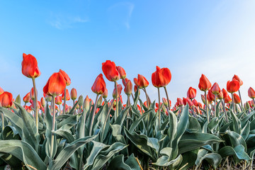 Champ de tulipes couvert de givre au lever du soleil