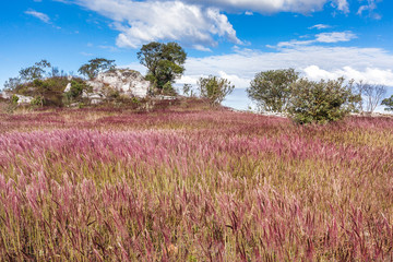 Molasses grass dancing with winds at Serra da Canastra National Park