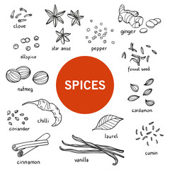 Vector Illustration of Hand Drawn Spices