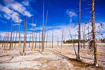 trees dead on travertine landscape