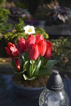 Rote Tulpen mit Grablampe