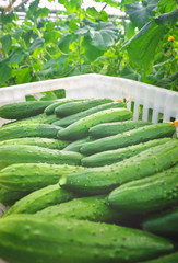  cucumbers in a box