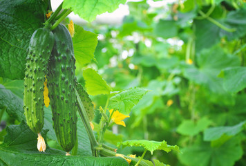  cucumber