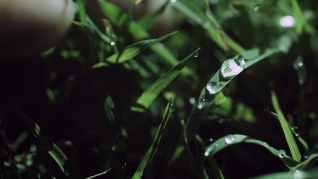Knocking Dew Off Grass - A super slow motion macro shot of fingers knocking water beads off blades of grass.