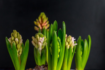 Beautiful spring flowers hyacinth