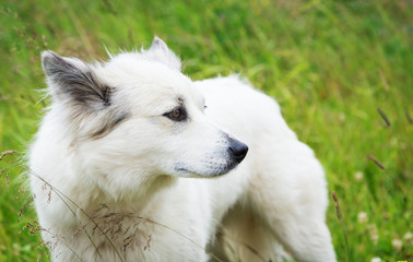 Fluffy white dog on a meadow 