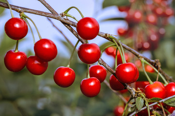 Sweet cherries on orchard trees © Vaceslav Romanov