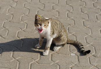 A homeless street cat crying and showing teeth