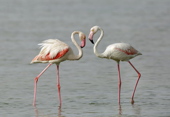 Beautiful pink feathered Greater Flamingos