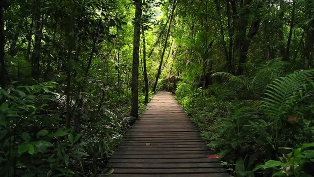 Adventure background of walk path leading to green tropical jungle rainforest