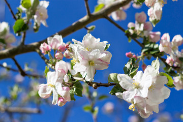 Obraz premium Weiße Apfelblüten