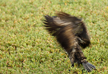Great Cormorant drying its wings, slow shutter photograph