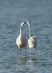 Greater flamingos  in courtship