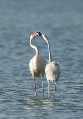 Courtship of  greater Flamingos