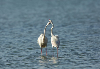 Courtship of  greater Flamingos