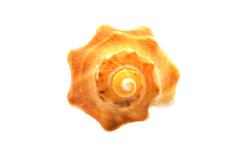 Sea shellfish isolated on white