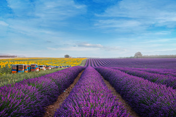 Stunning rural landscape with lavender field, sunflower field an