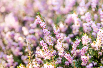 Spring heathers with soft focus bokeh
