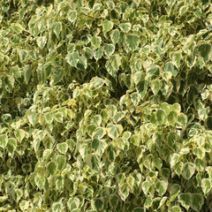 green leaves background