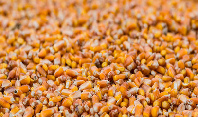 Corn kernels