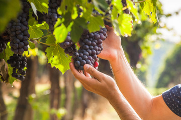 grape harvest
