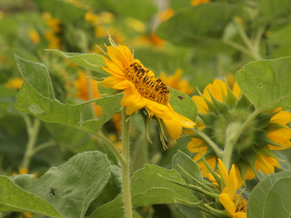 beautiful yellow Sunflower