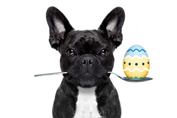 easter egg  dog