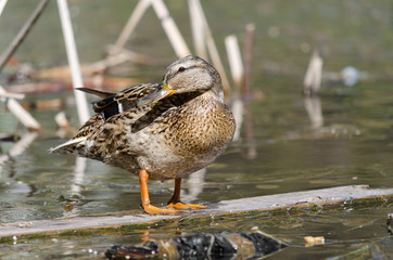 Wild duck, on the city's reservoirs.
