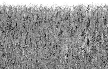 Sedge may be used as background.