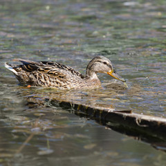 Wild duck, on the city's reservoirs.
