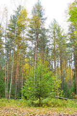 Obraz premium Pine forest at autumn.