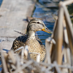 Wild duck, on the city's reservoirs.