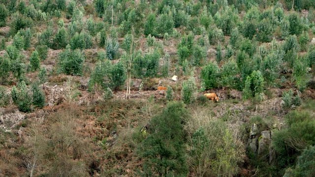 รูปภาพArouquesa เลือกดูภาพถ่ายสต็อก เวกเตอร์ และวิดีโอ13 Adobe Stock