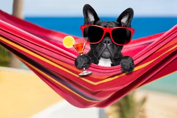 Stickers pour porte Chien fou dog on hammock in summer