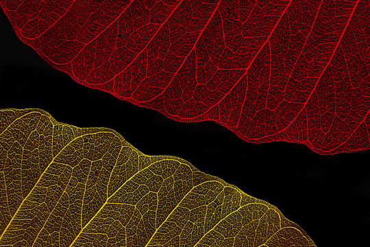 Silhouette two leaf red and yellow