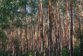 Trunks of tall pines in the forest. Nature