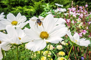 Obraz premium Frühling