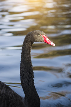 Cisne negro en el estanque, (Cygnus atratus)