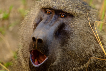 Baboon