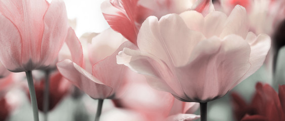 tulipes teintées de rose