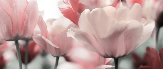 Fotobehang Tulp roze getinte tulpen