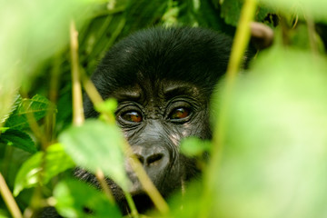 Obraz premium Gorilla