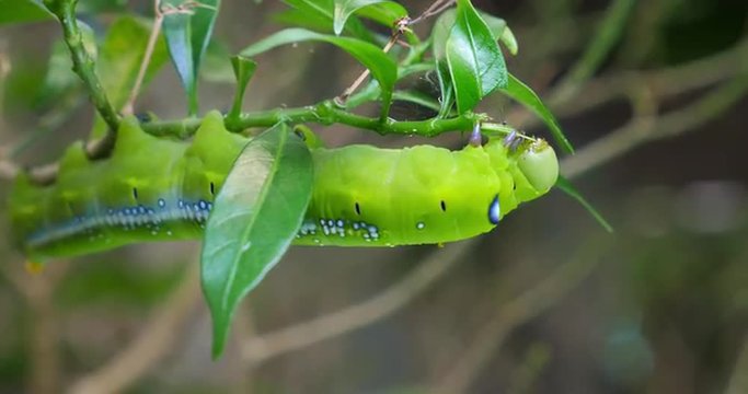 Caterpillars as agricultural pests. Daphnis nerii on farmland