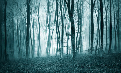 Blue colored foggy light in beautiful misty forest landscape.
