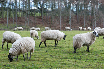 Obraz na płótnie Canvas Sheep in the field