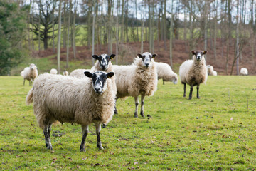 Obraz premium Sheep in the field