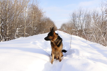 Собака немецкая овчарка, сидящая на снегу зимним солнечным днем