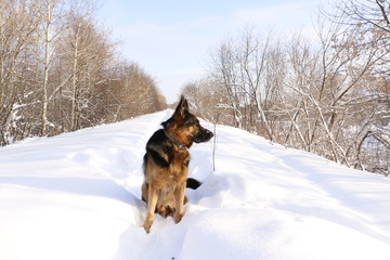 Собака немецкая овчарка, сидящая на снегу зимним солнечным днем