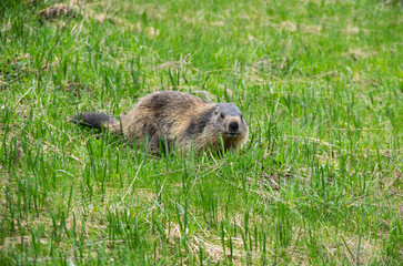 Marmot in the grass
